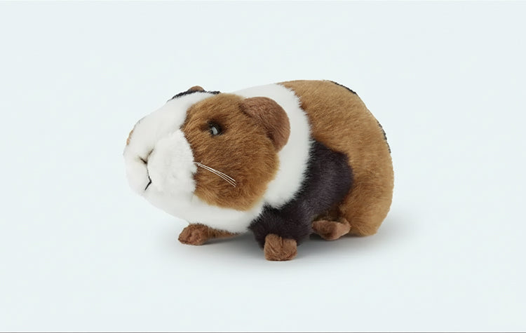 Cavia