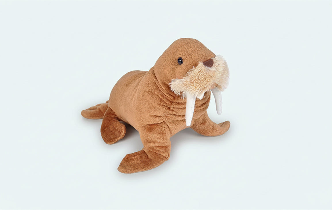 Walrus