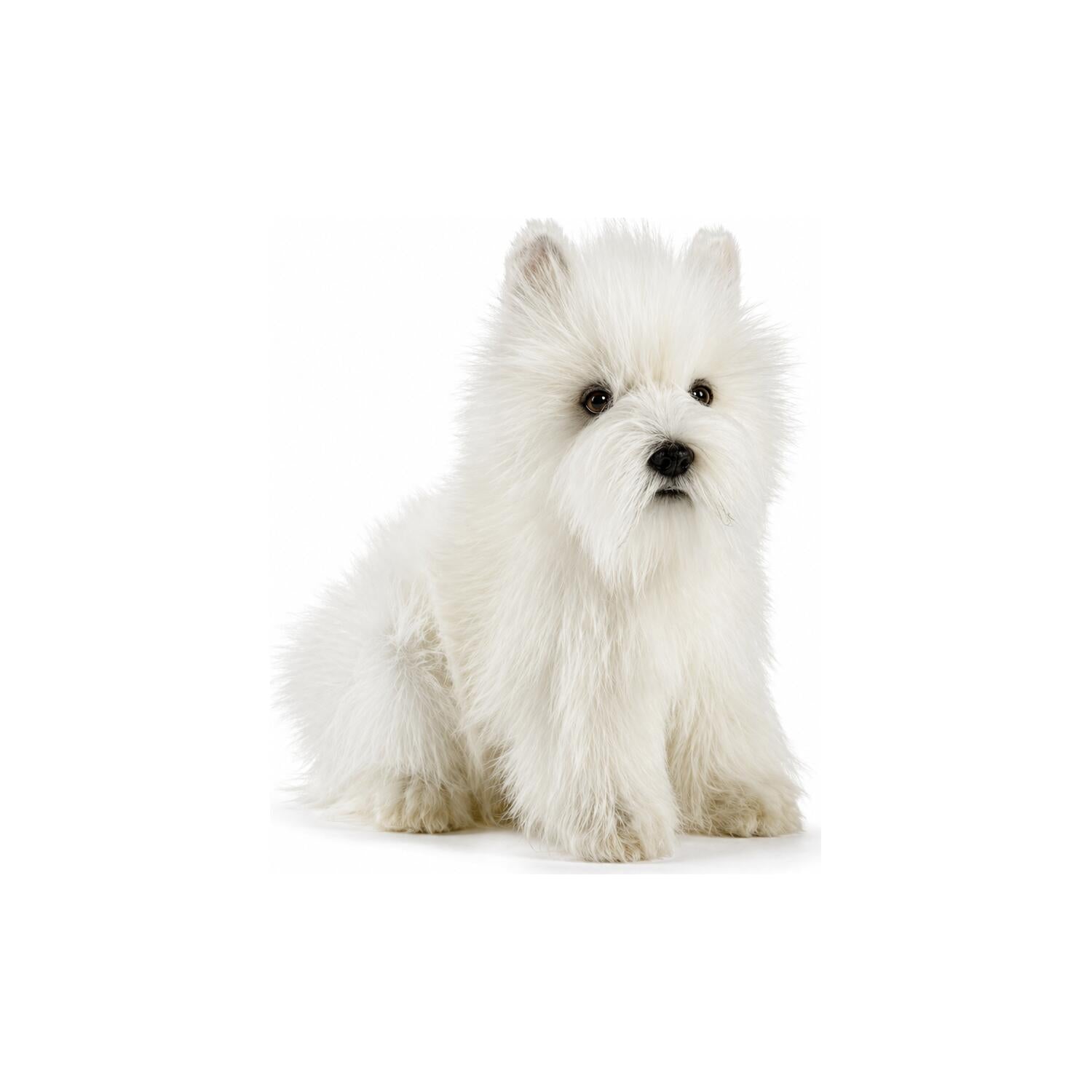 hansa-pluche-west-highland-terrier-honden-knuffel-23-cm-huisdier-knuffel_10016311-3